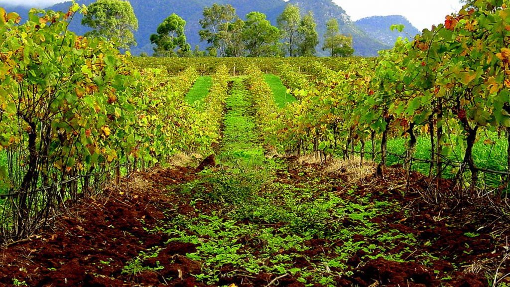 The Hunter Valley (Birthplace of Australian Wines)